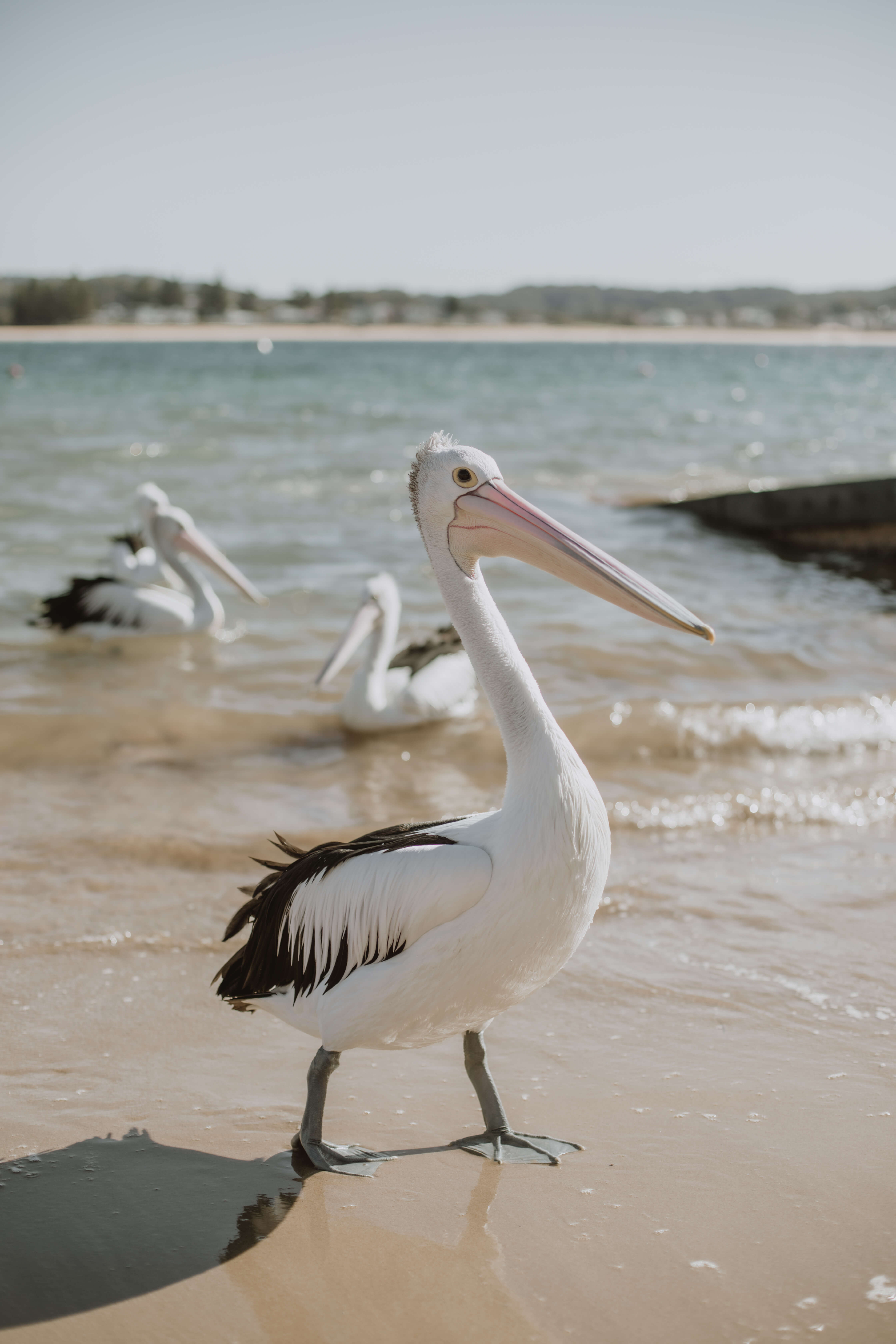 Pelican on a beach