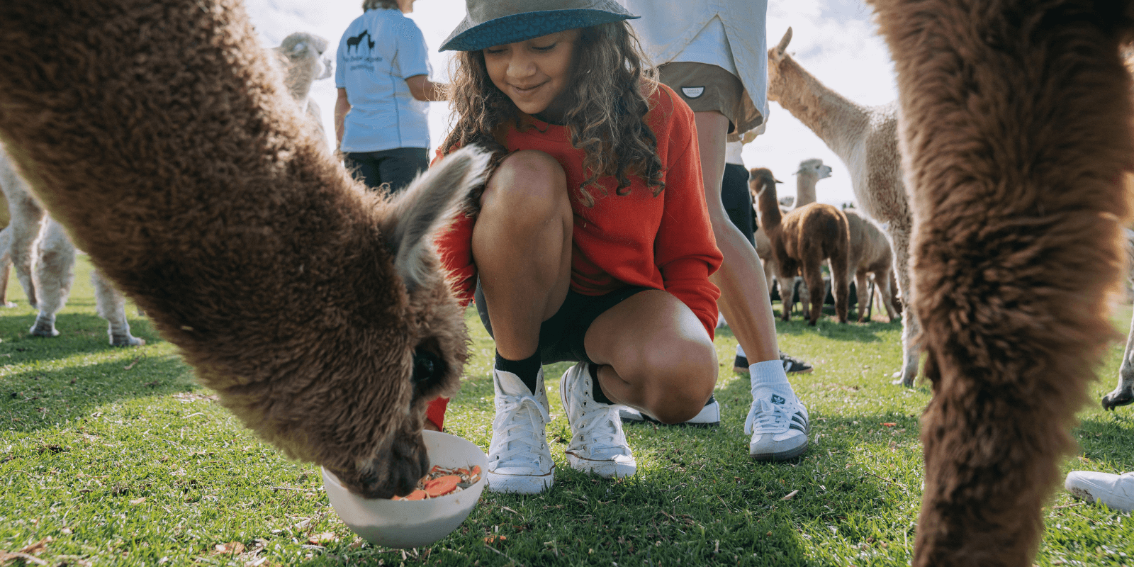 Young girl wearing red top feeding alpaca a bowl of Carrots on the Central Coast NSW