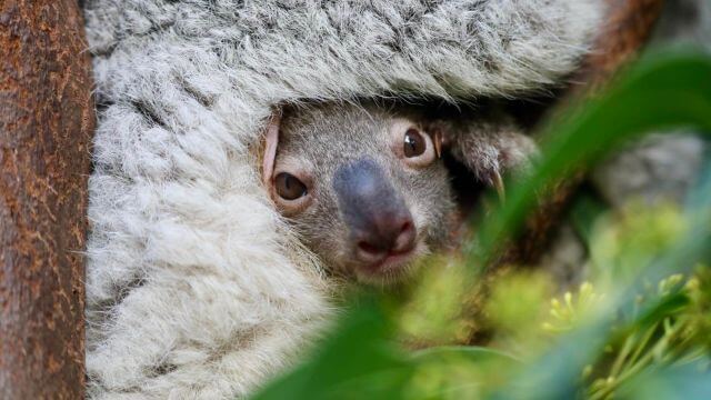 koala joey pokes head out pouch