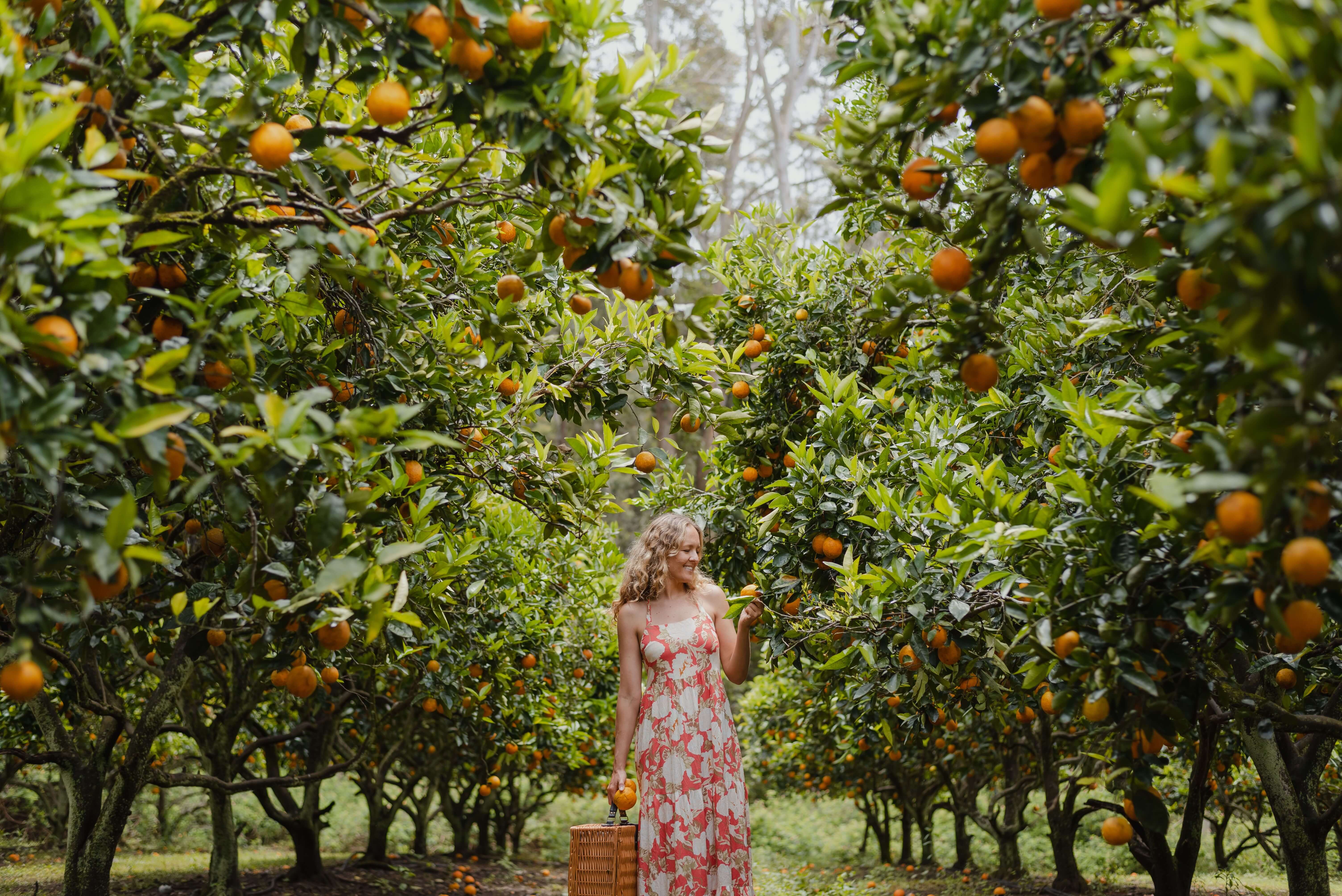 woman in orange orchard picking local produce