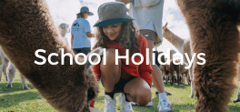 Child feeding llamas on Central Coast NSW