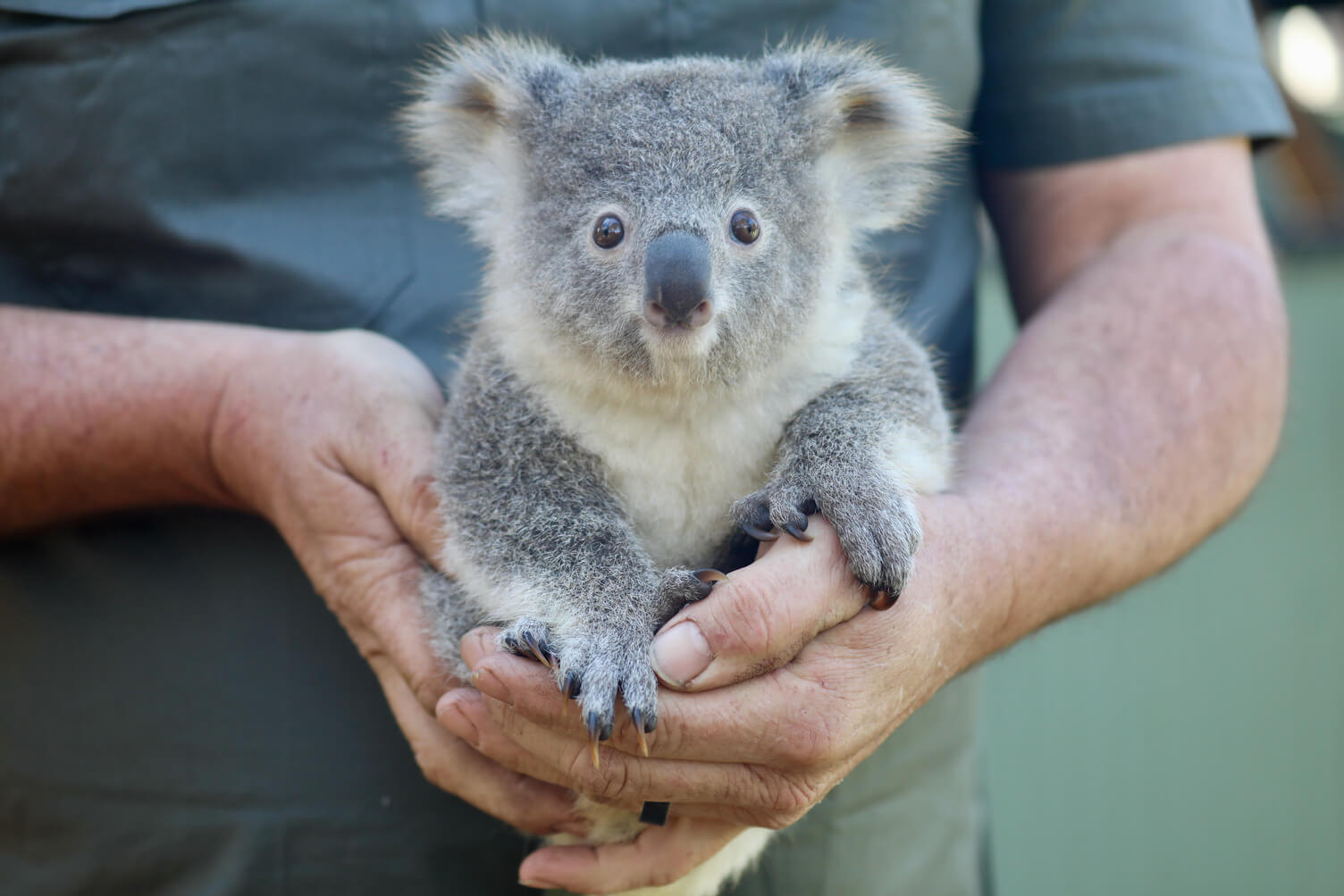 Australian Reptile Park