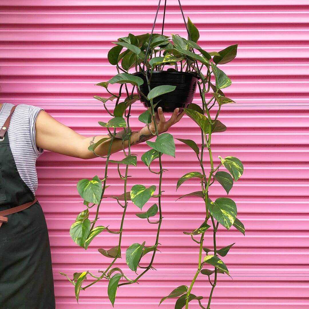 woman holding indoor plant for sale