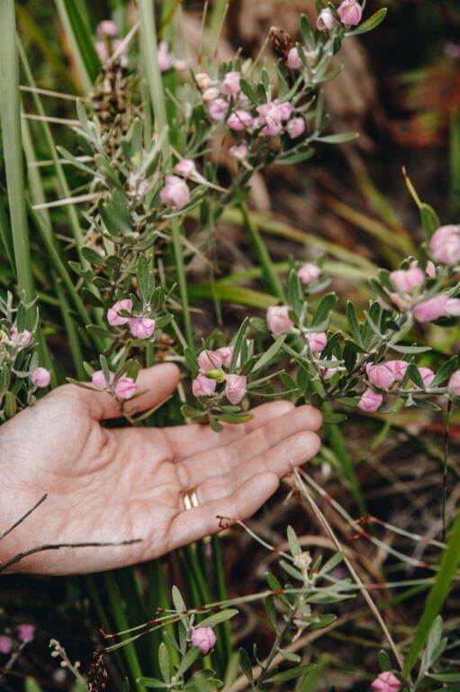 Wildflowers, Brisbane Water National Park