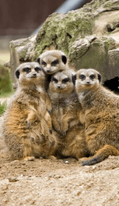 family of meerkats huddling