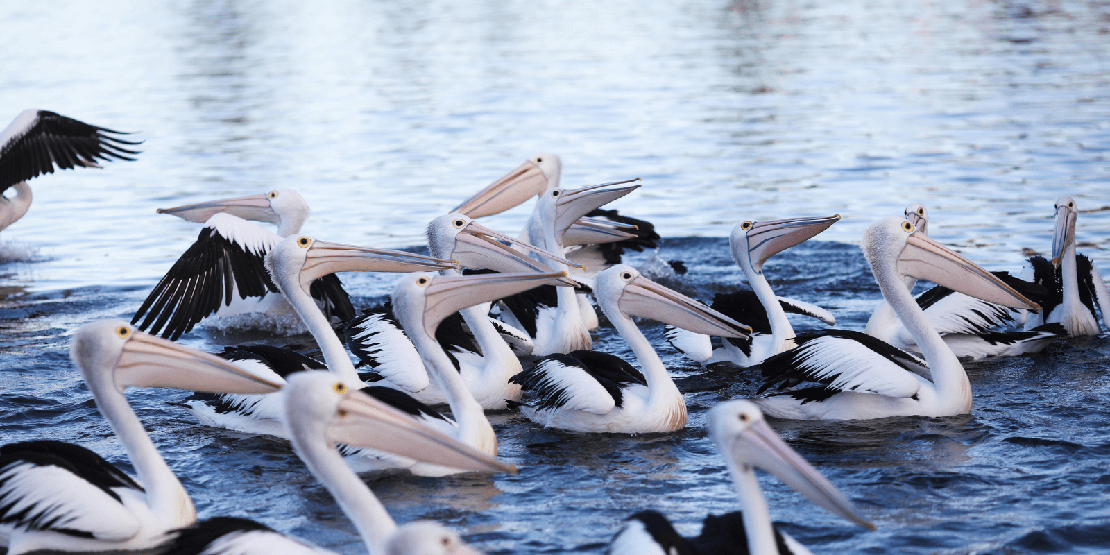 New Pelican Time Experience at The Entrance by the water