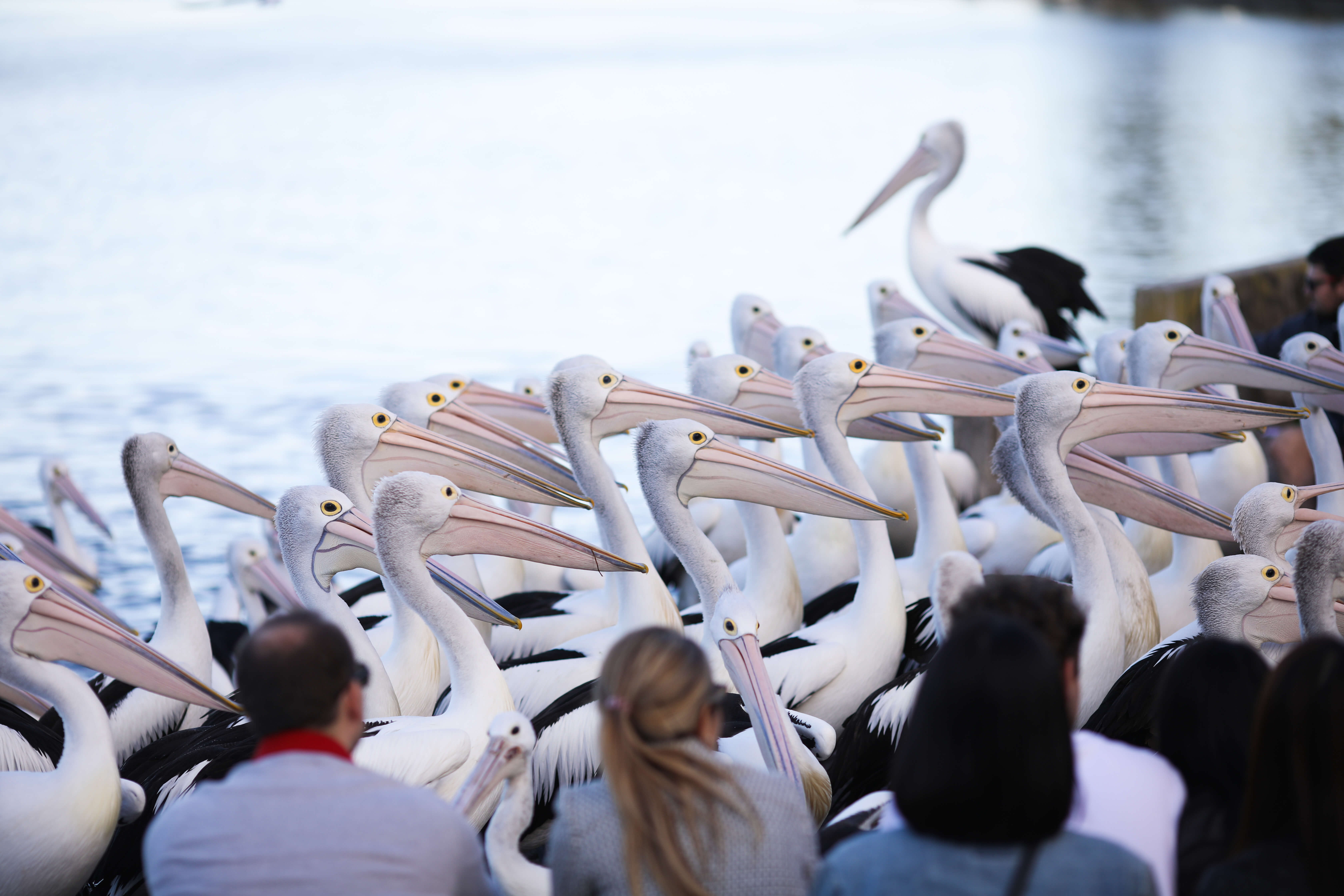 Pelican Time The Entrance The Central Coasts newest eco experience 