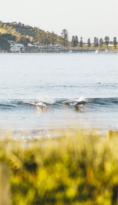  Dolphins at Terrigal Beach