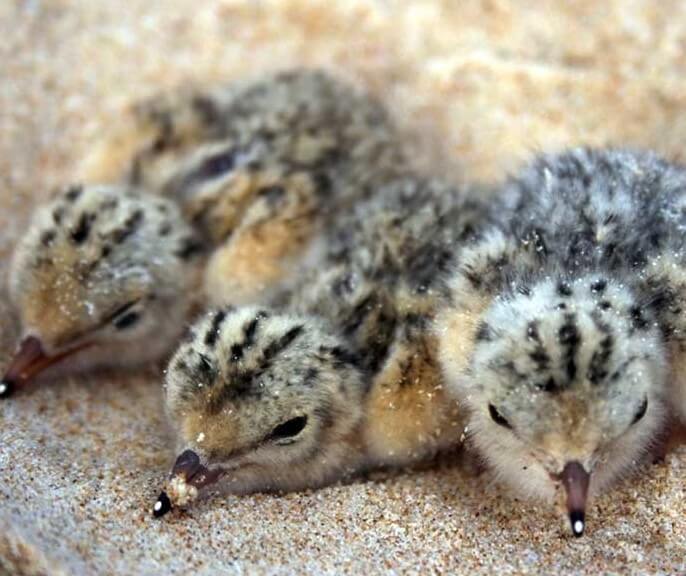 three little tern chicks in sand