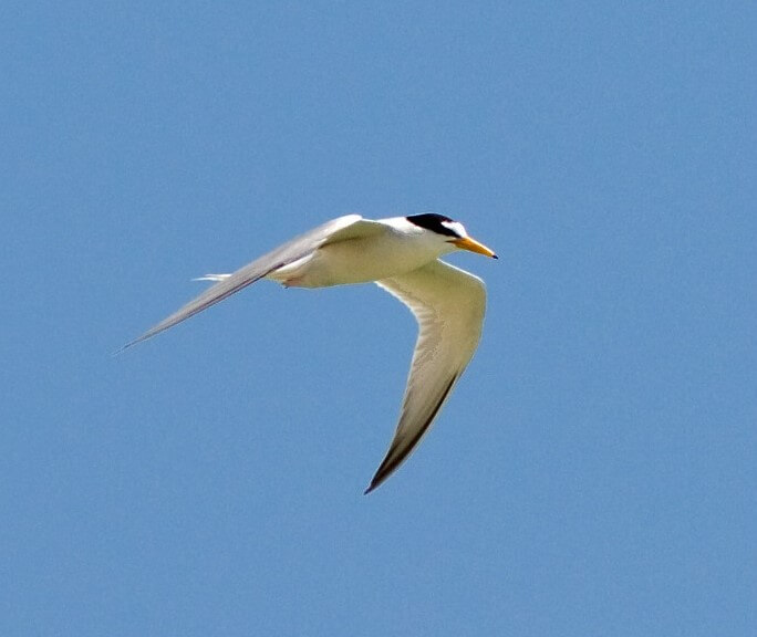 little tern in flight