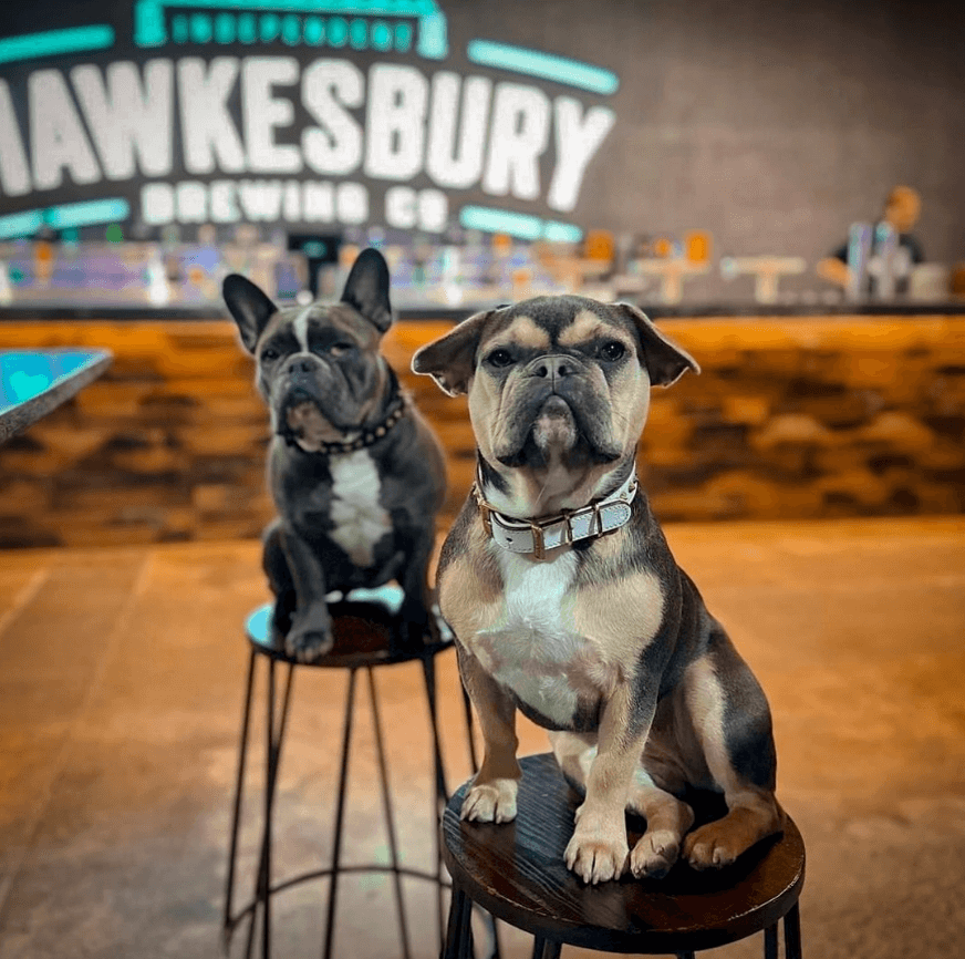 Hawkesbury Brewing Co Lisarow Dog friendly
