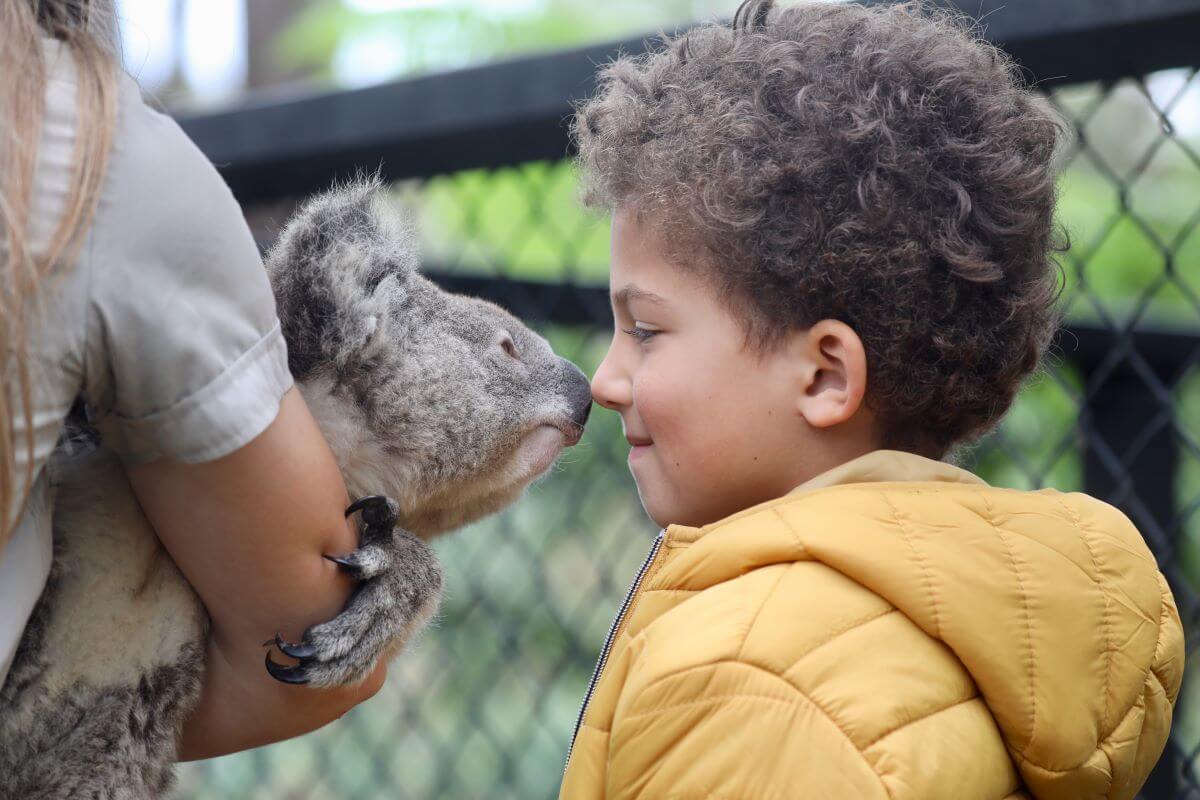 Koala and boy at the Australian Reptile Park