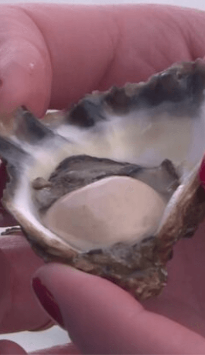 NBN News Oysters bouncing back 