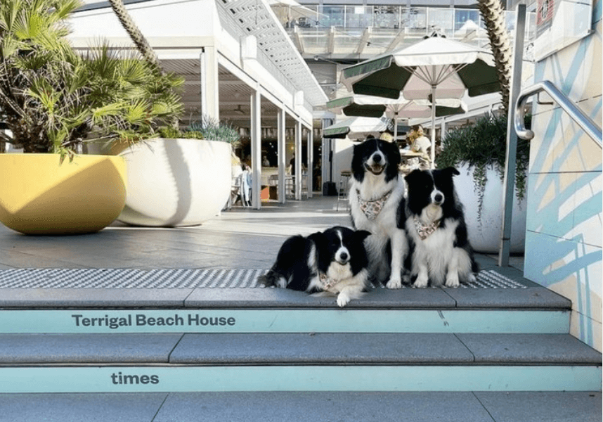 Terrigal Beach Hosue PAW Friendly DOGs