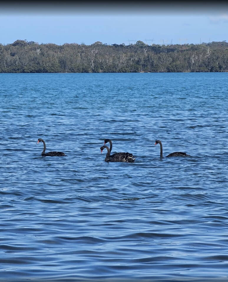 black swans on lake