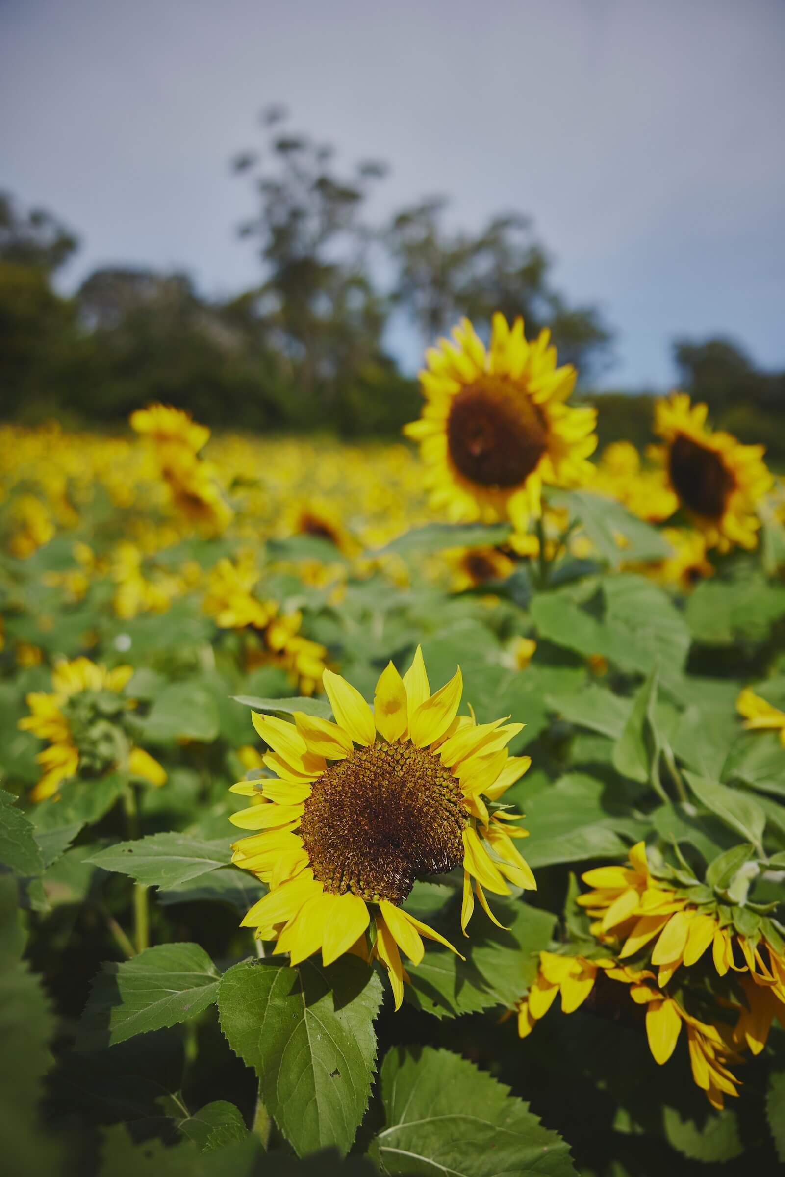 Photo by James Horan sunflowes at Bloom Barn