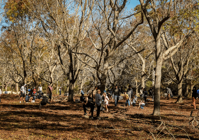 Artisan Estate pecan picking fields