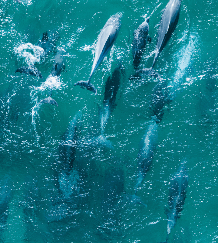 Ocean full of dolphins