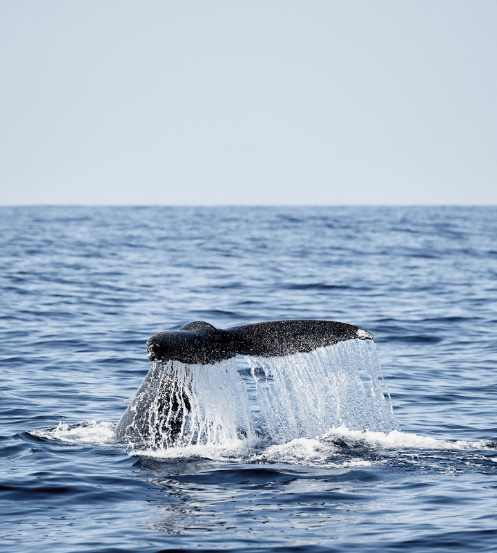 Whale tail flicking out of the blue ocean