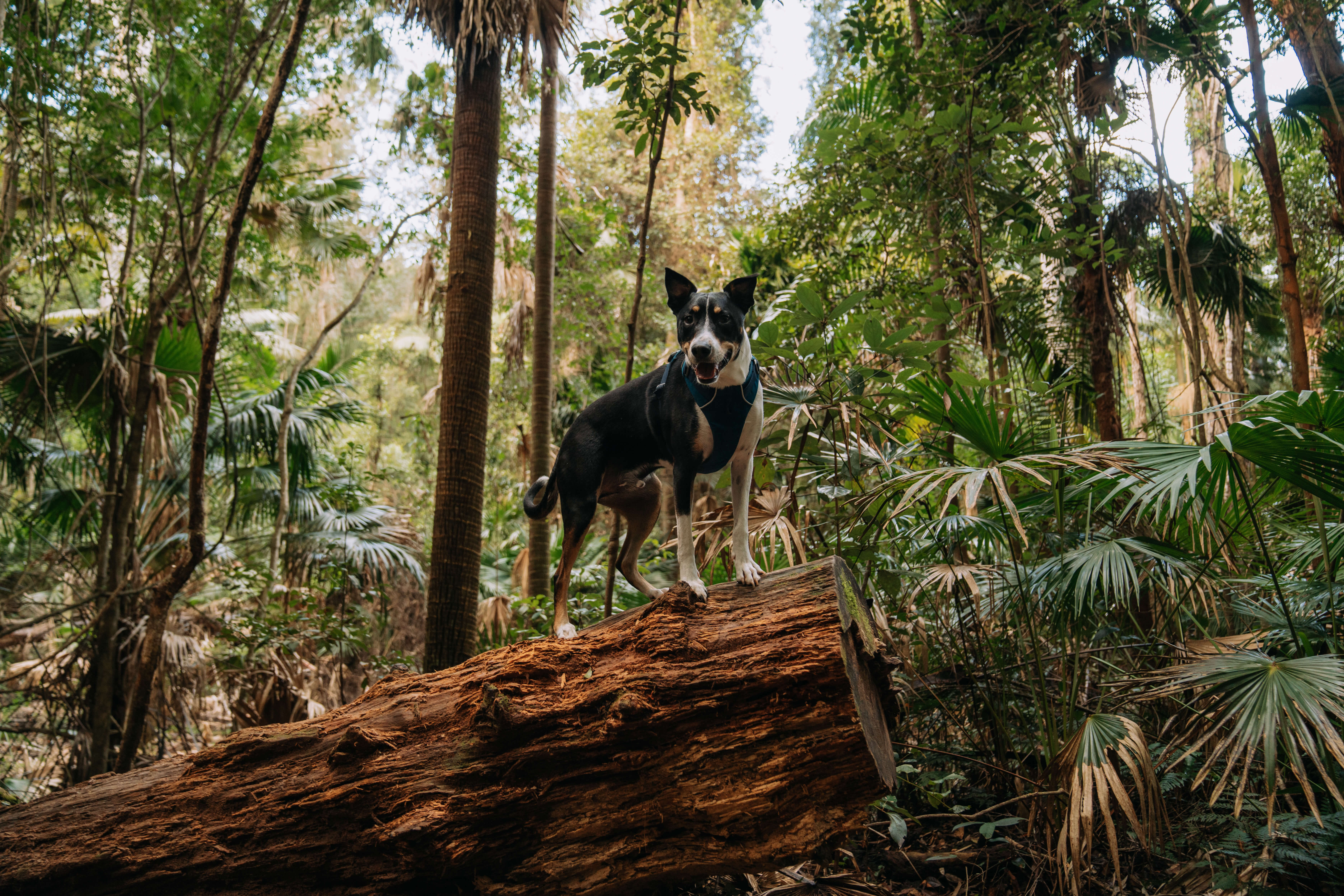 Dog on a fallen log in forest Credit RAemy Brand x Destination Central Coast