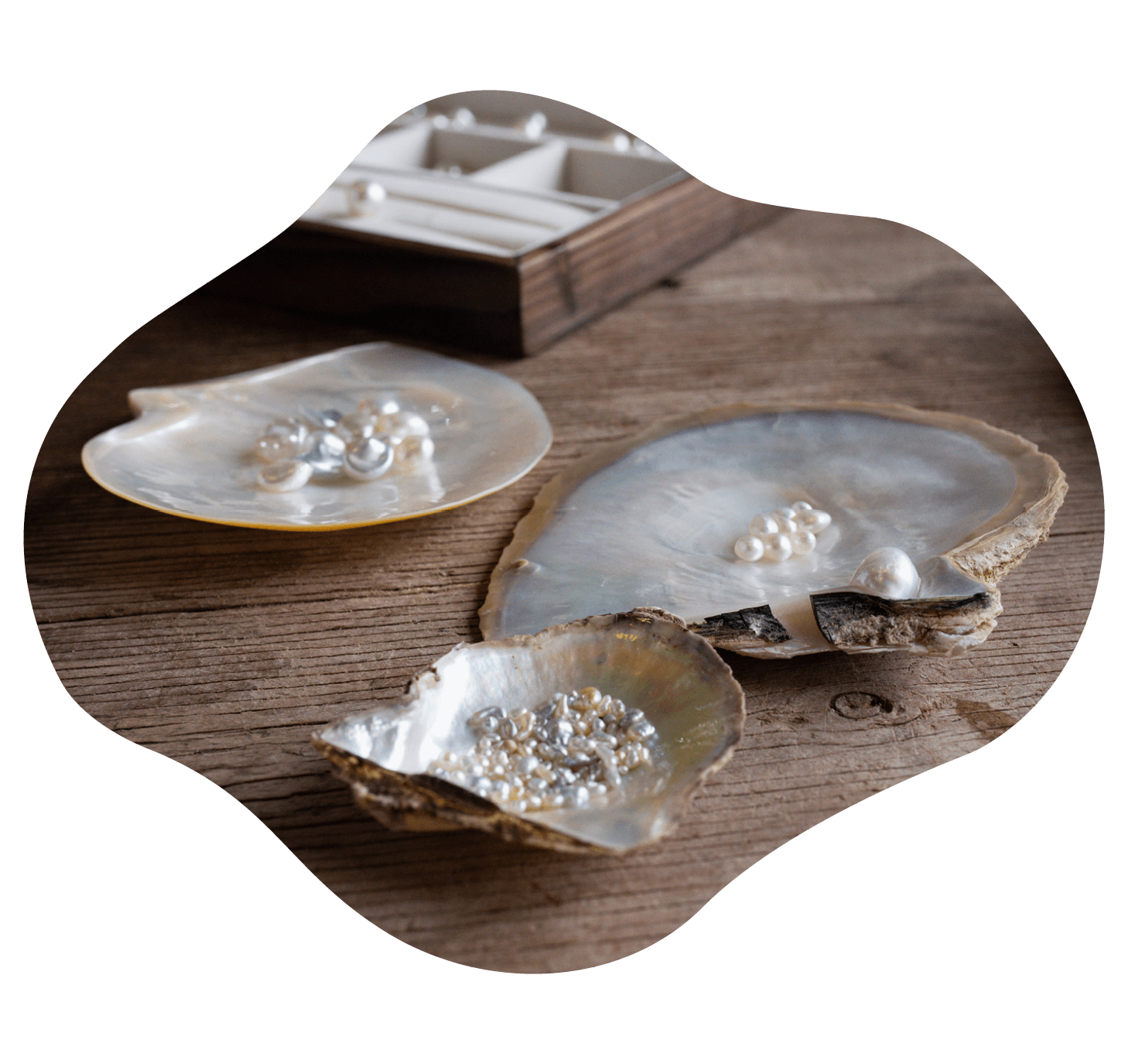 Broken Bay Pearls on a table on display
