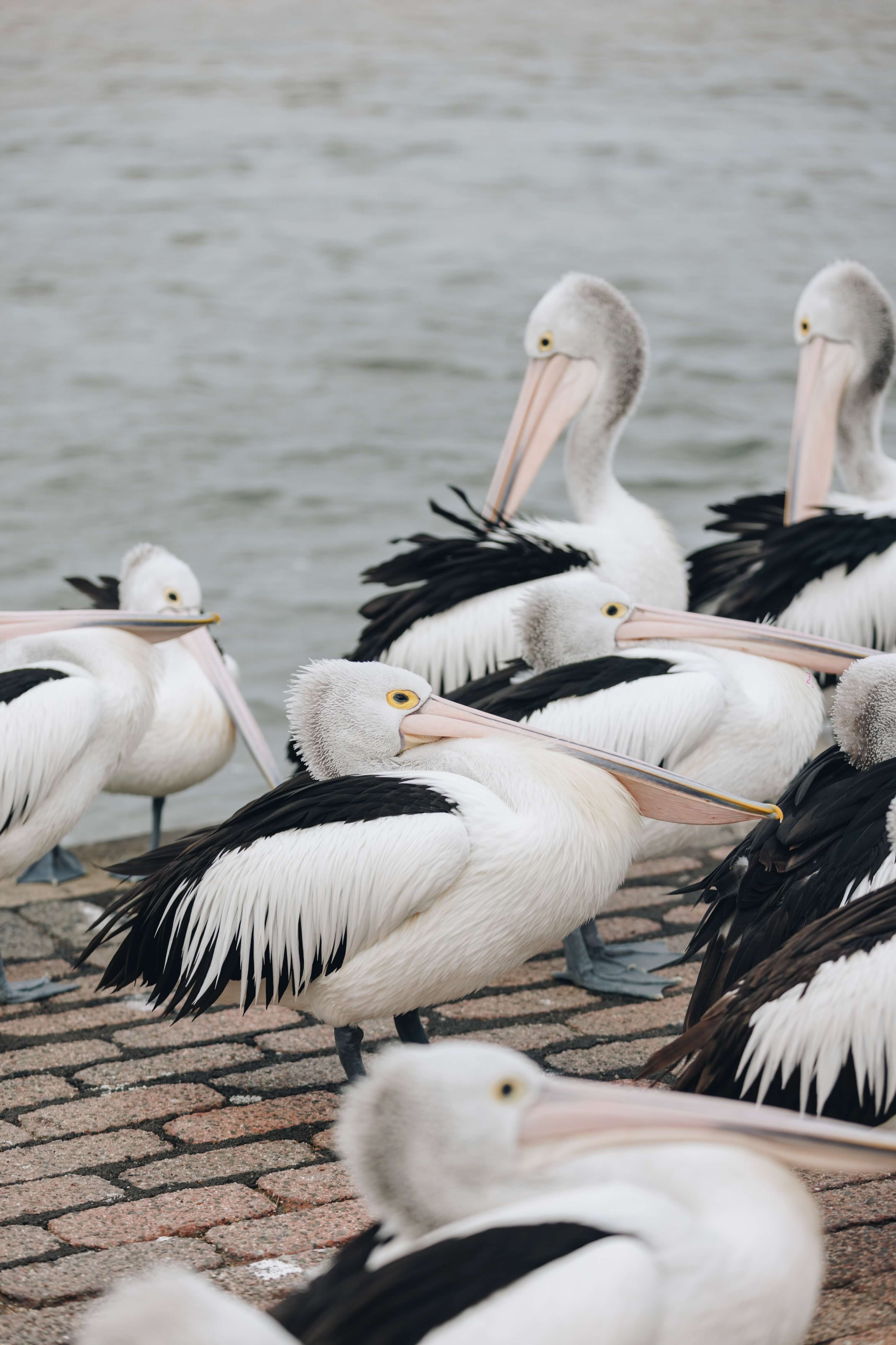 Pelican Time