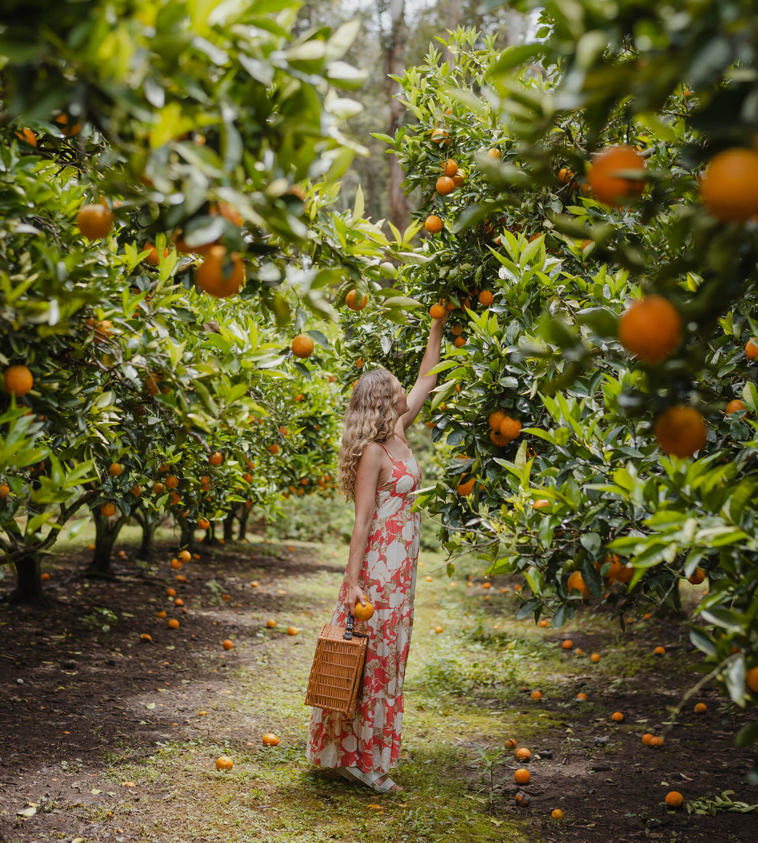 Lady fruit picking at Pick Your Own Oranges Dooralong