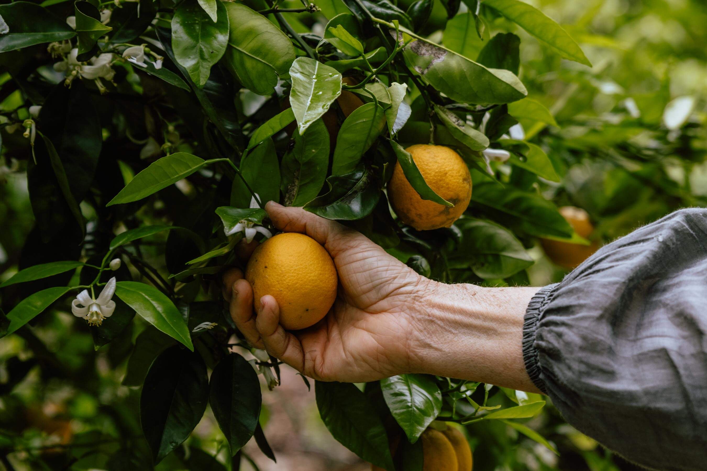Picking oranges at Firescreek Winery
