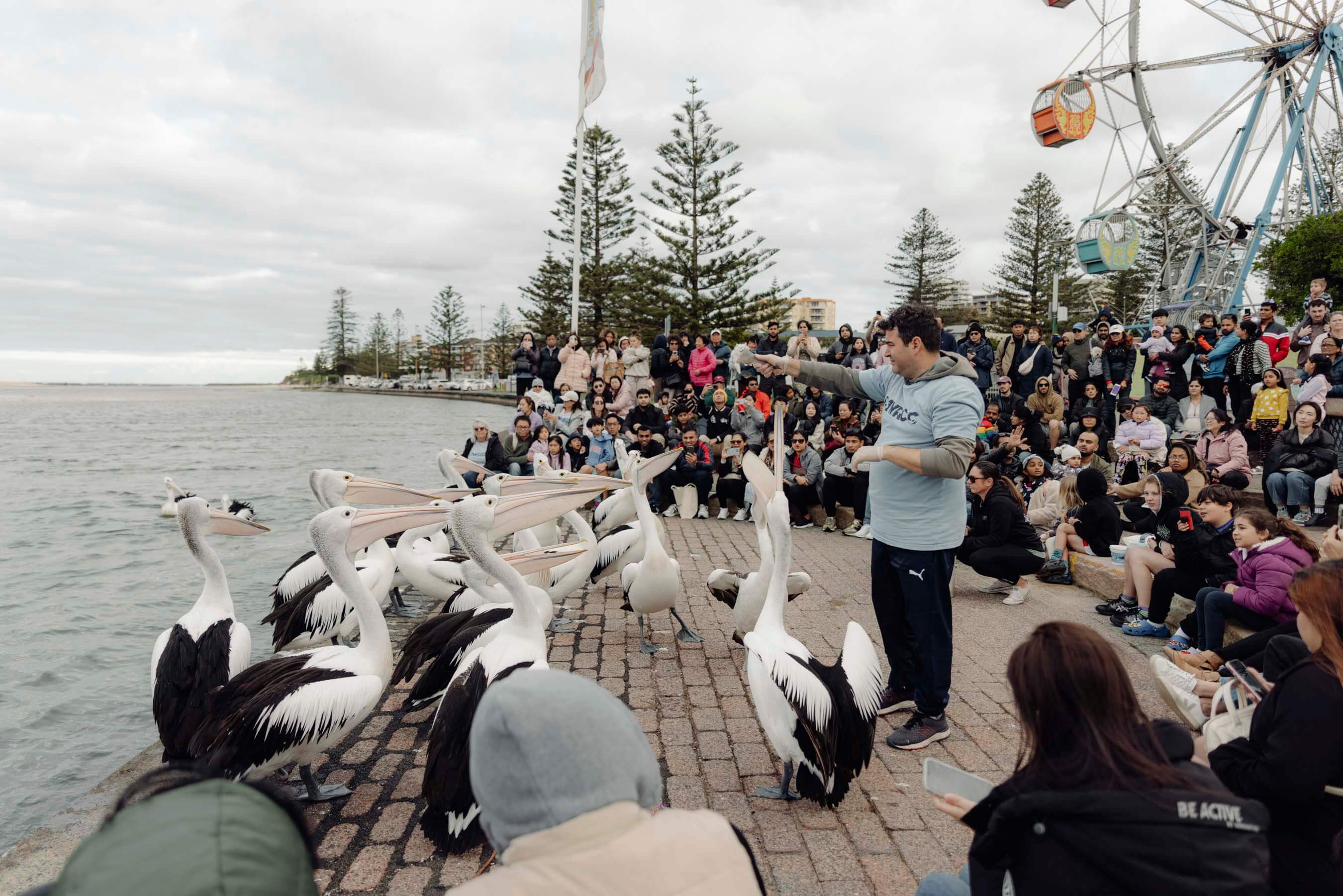 Pelican Time at The Entrance