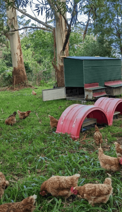 Chickens at Narara Eco Village 