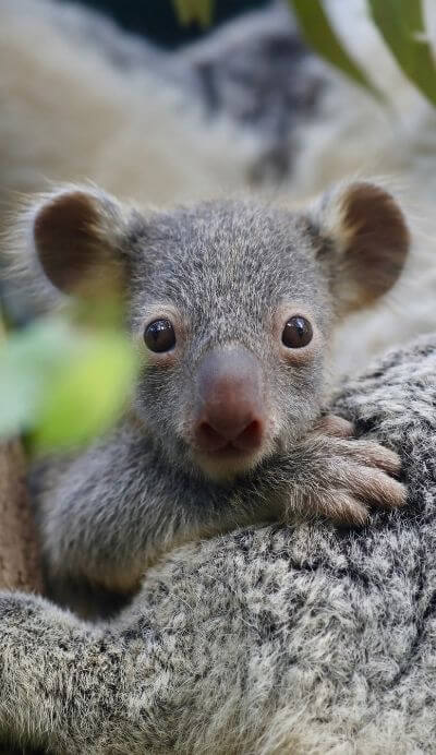 australian reptile park koala joey