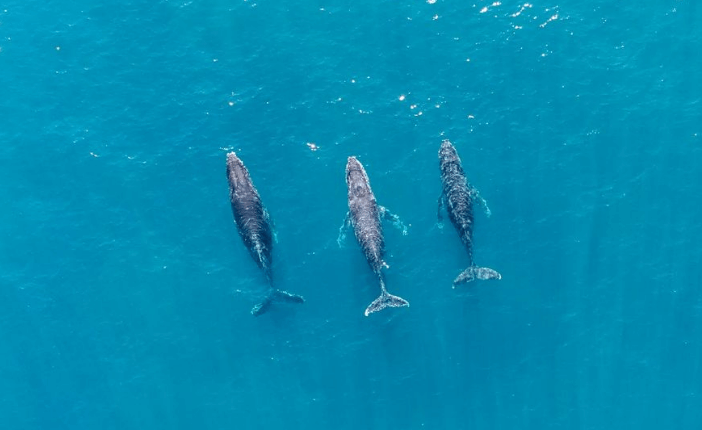 3 humpback whales at Norah Head Central Coast Australia