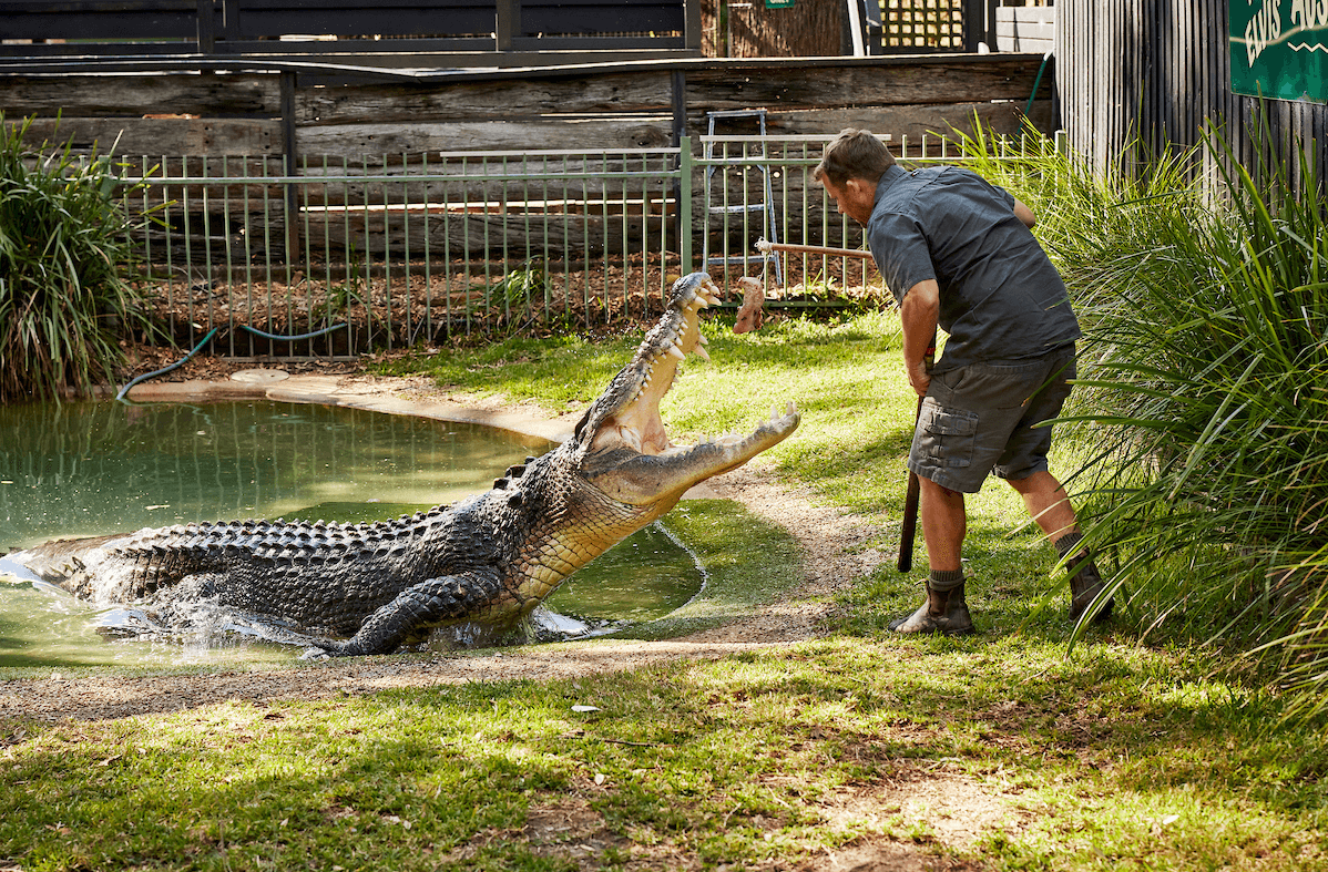 Elvis the Crocodle at Australia Zoo Central Coast