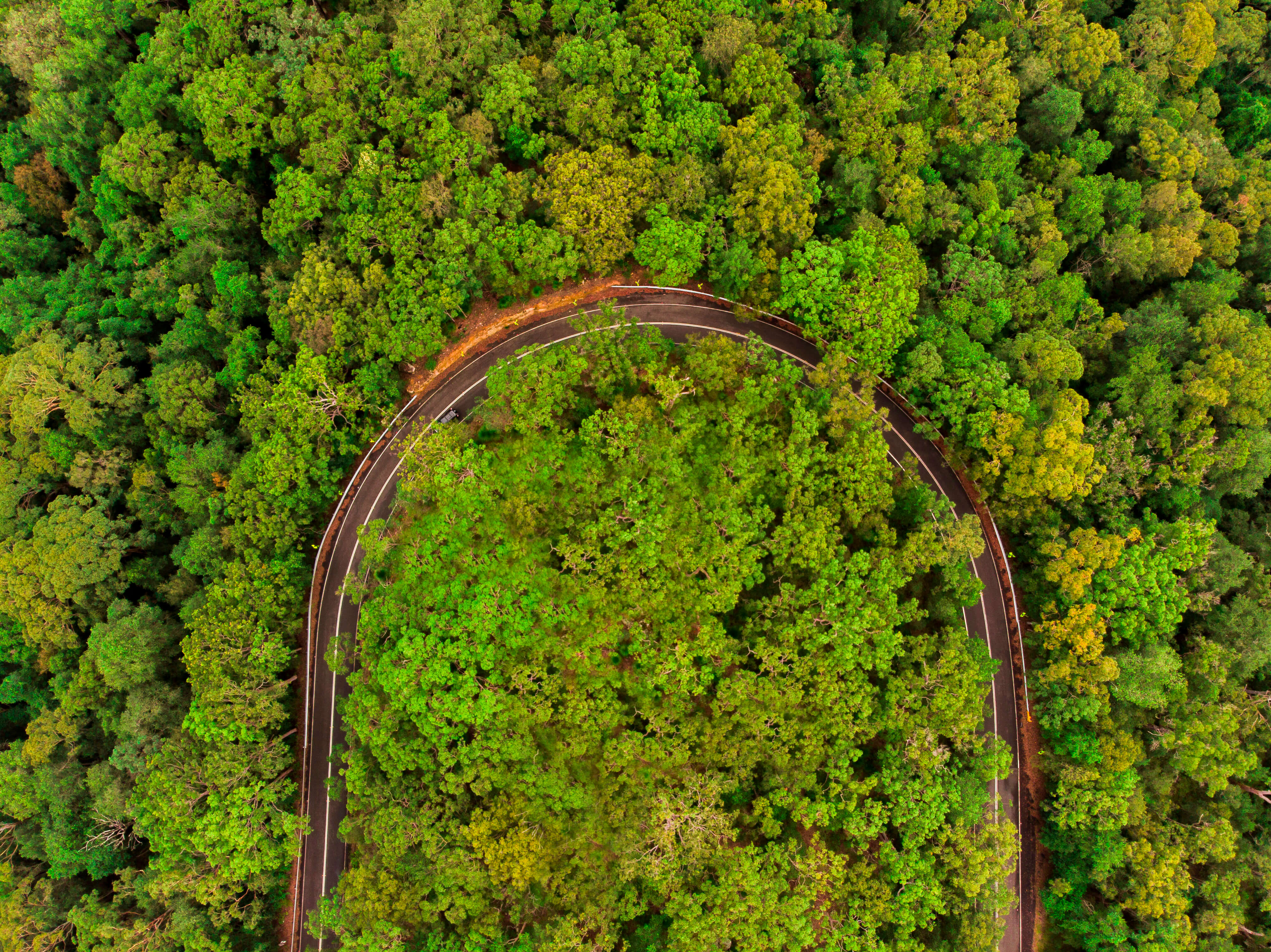 aerial view of green tree-linedroadway shaped in a u-bend