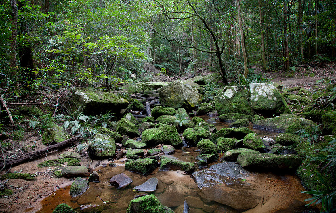 strickland state forest creek