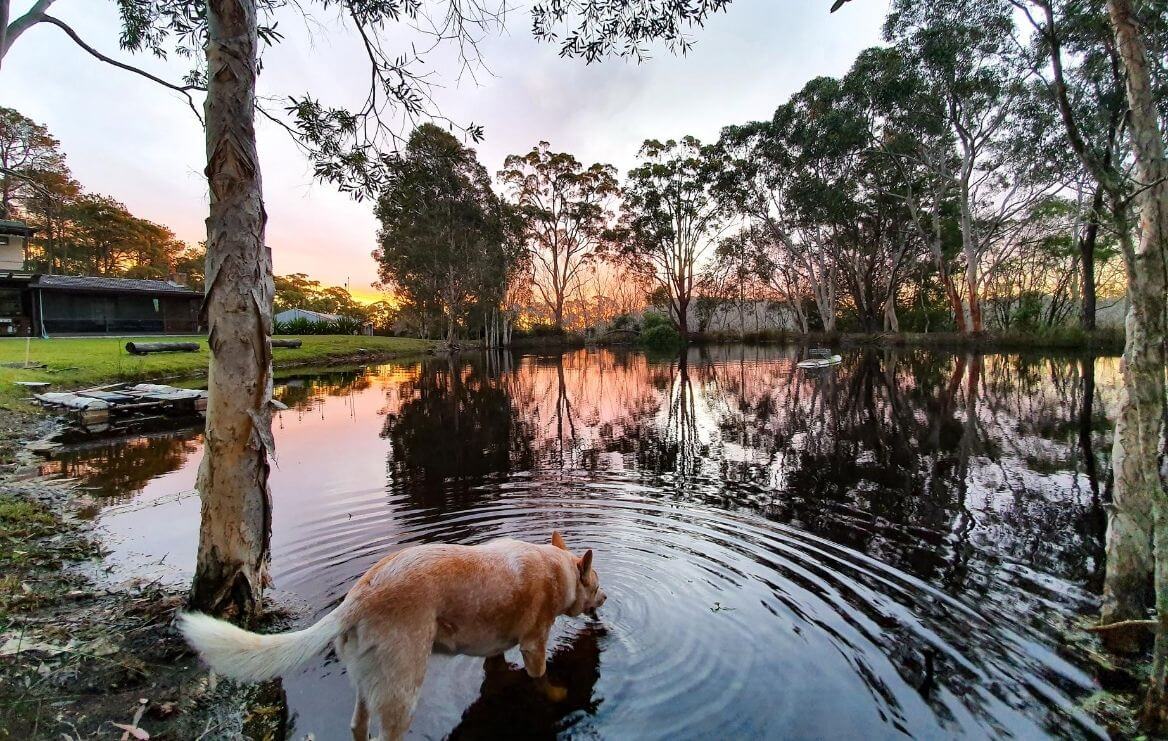 pecan farmstay dog