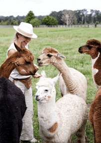 woman feeding friendly alpacas on farm