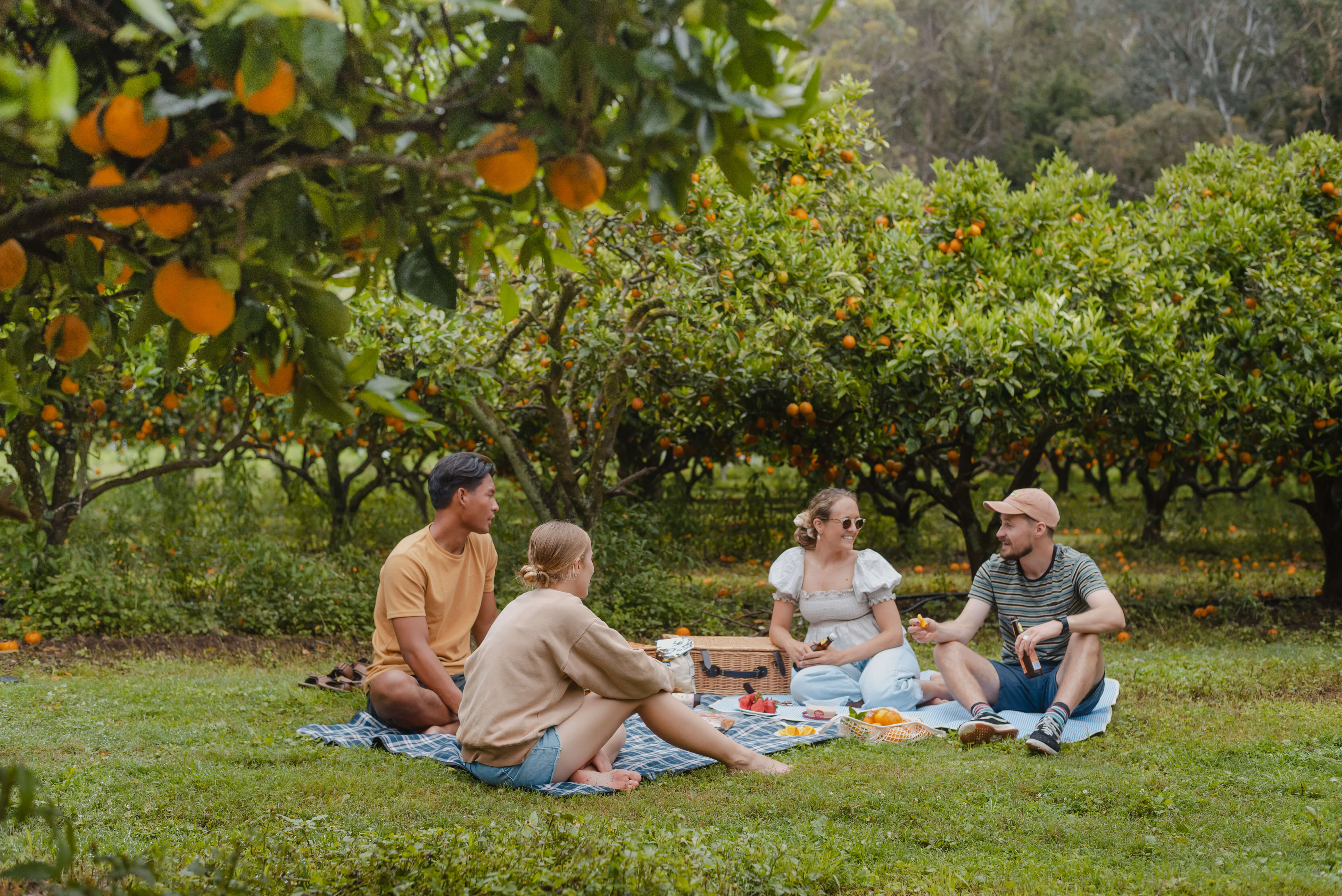 friends picnicking in orange orchards
