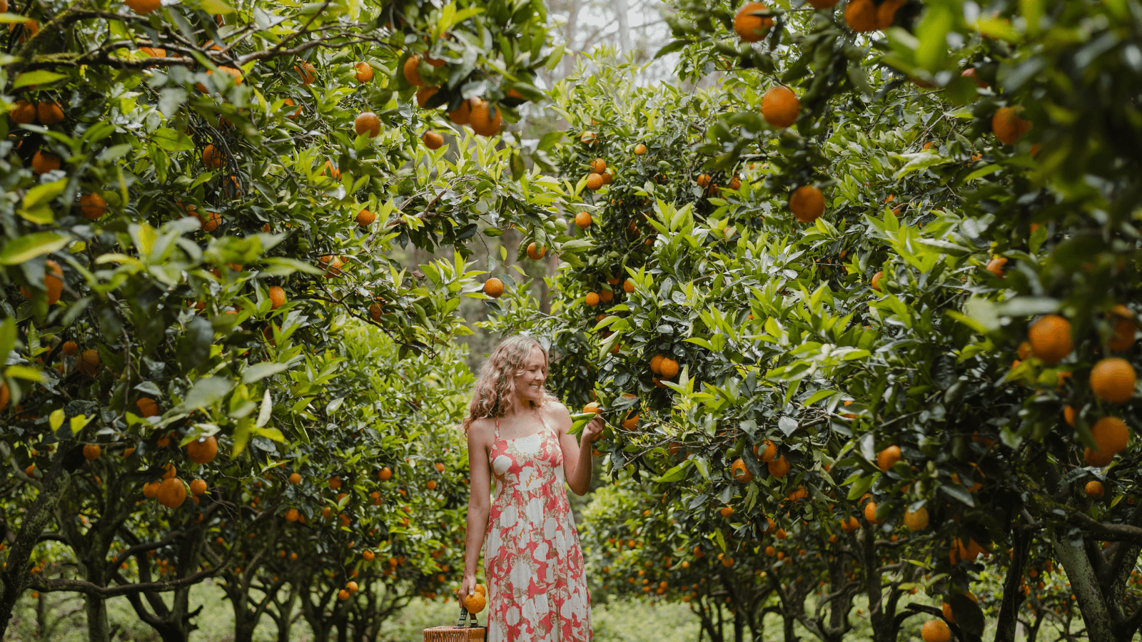 Pick your own oranges Dooralong