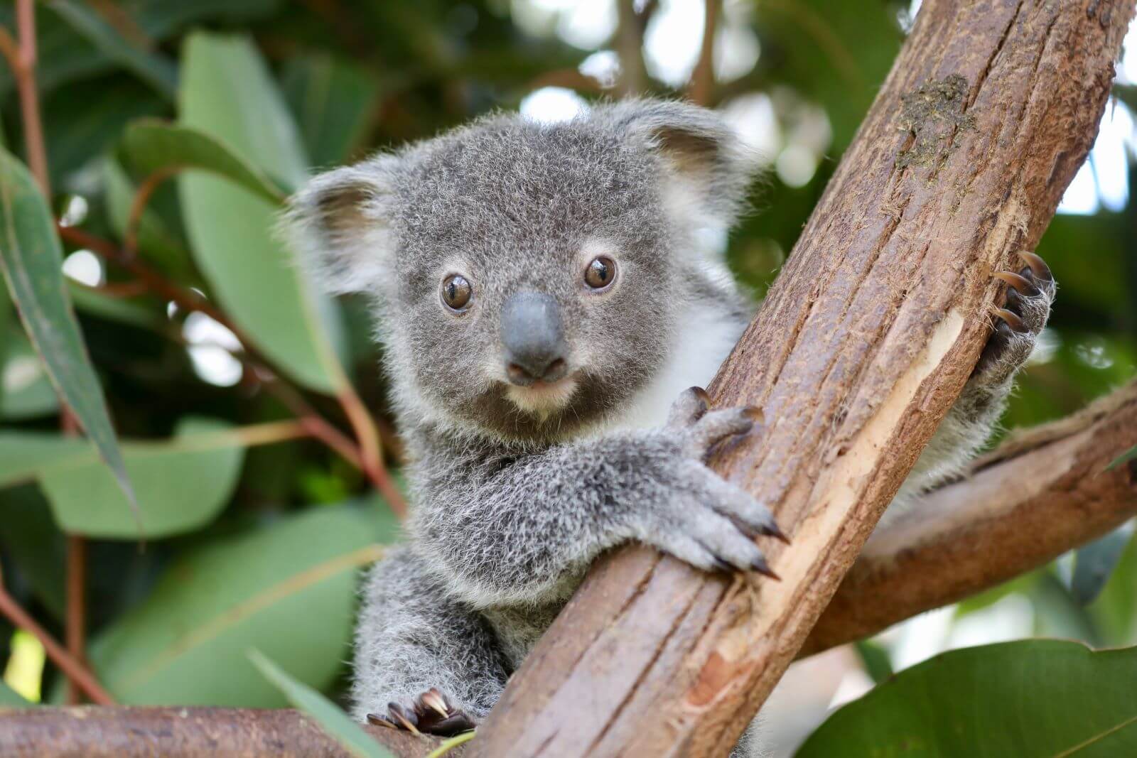 reptile park koala joey in tree