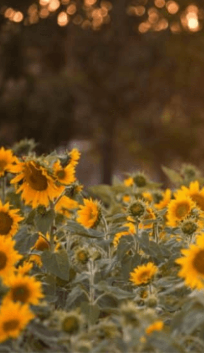 Sunflowers at Yarramalong 