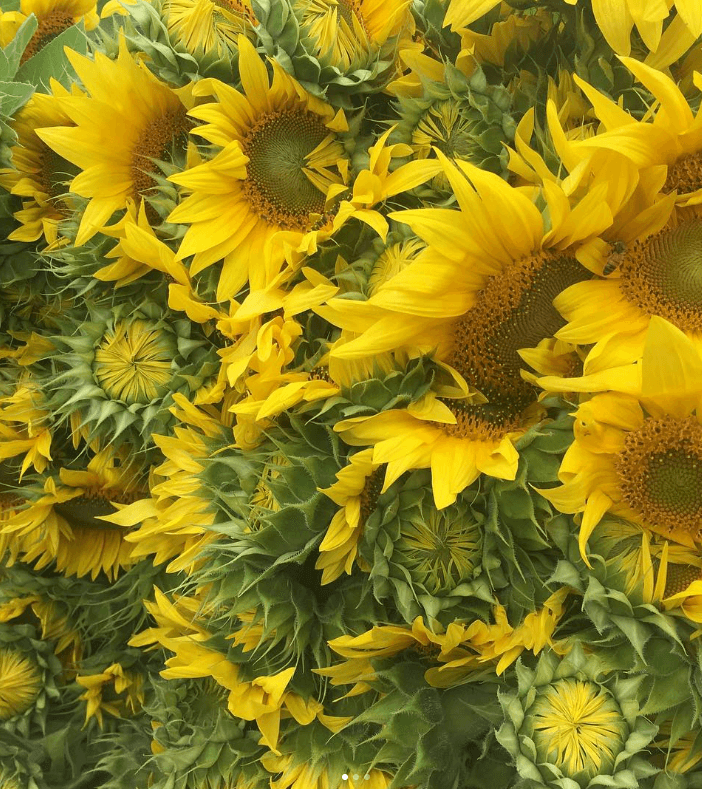 Sunflowers