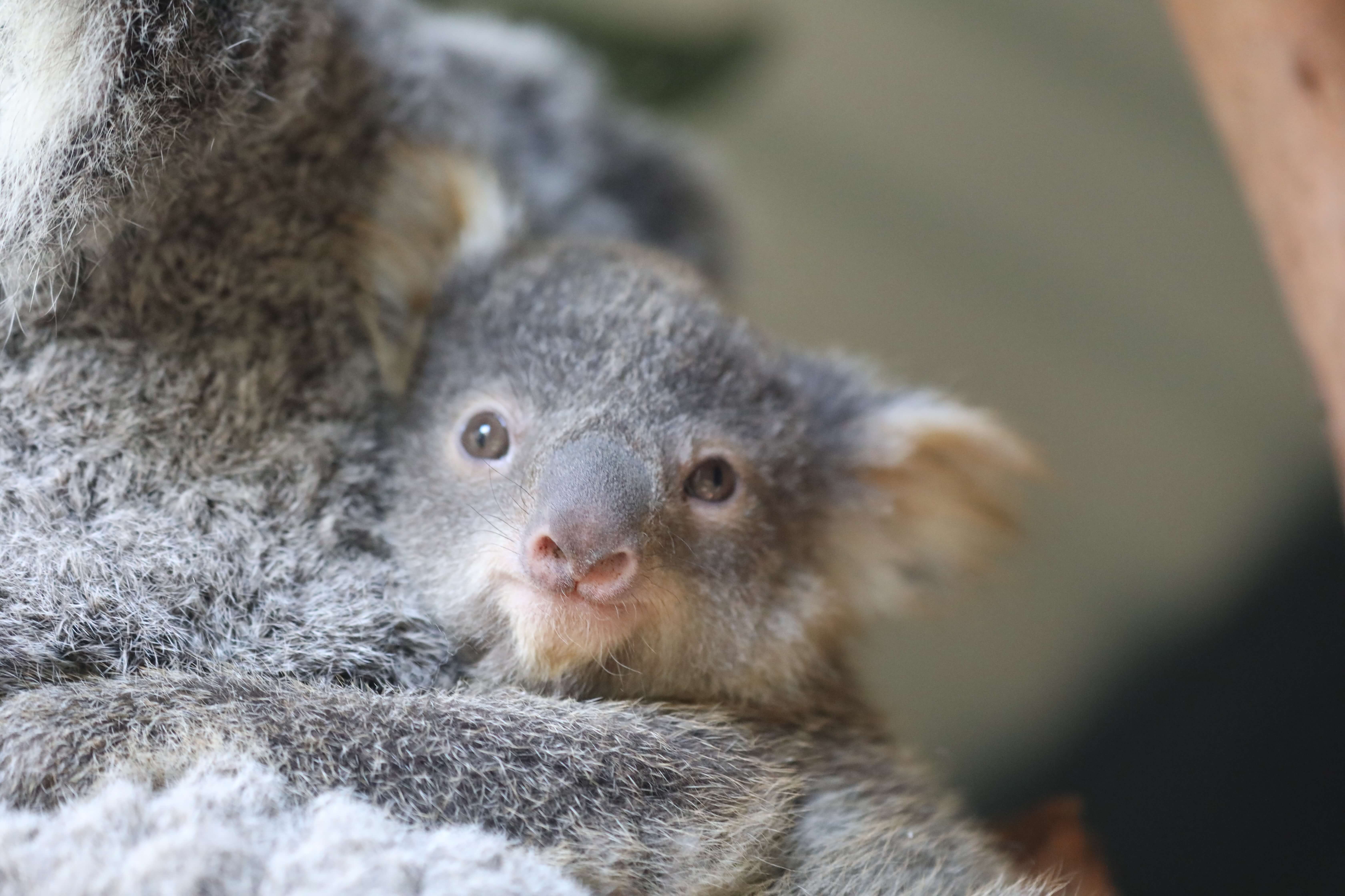 6 Cute new koala joeys bring joy during lockdown | News | Love Central Coast