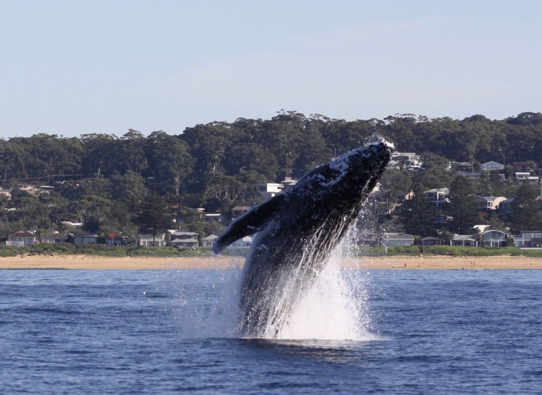 whale jumping from ocean