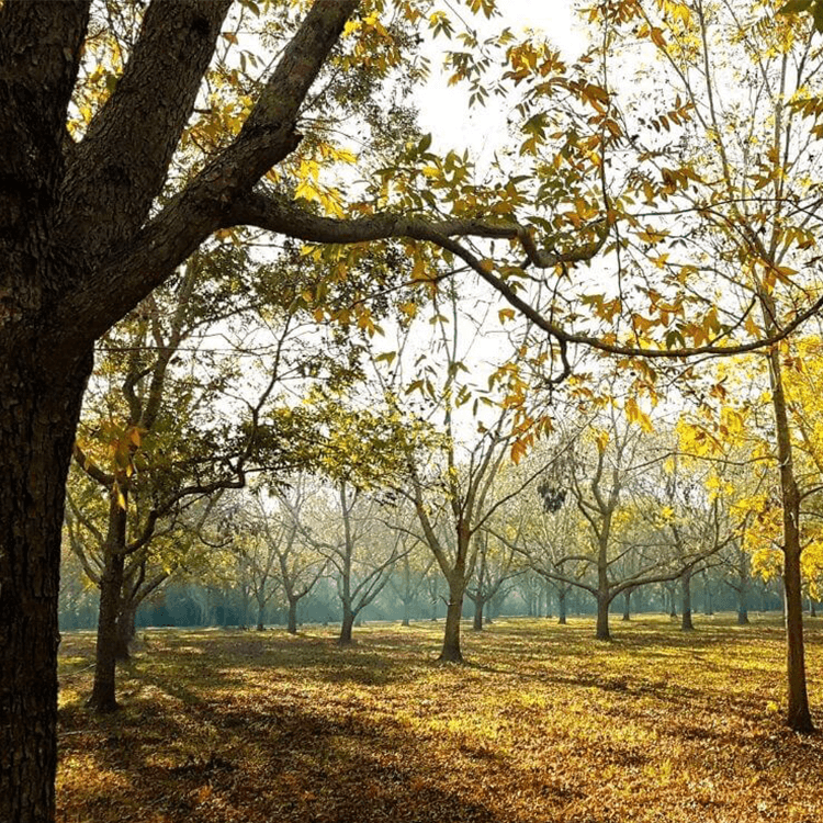 pecan orchard