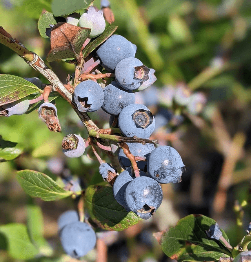 blueberry bush