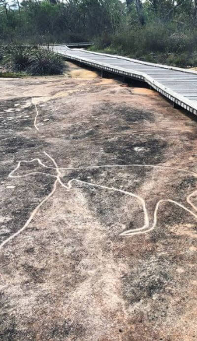 aboriginal rock art of kangaroo