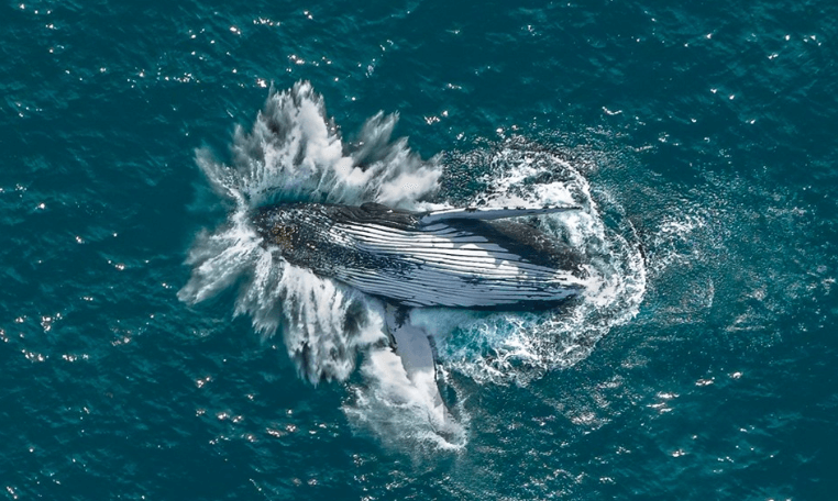 Whale migration Central Coast NSW Australia