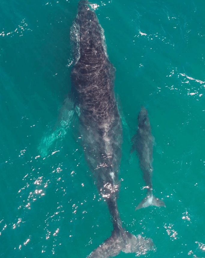 Mother and Calf Whale at Central Coast Australia