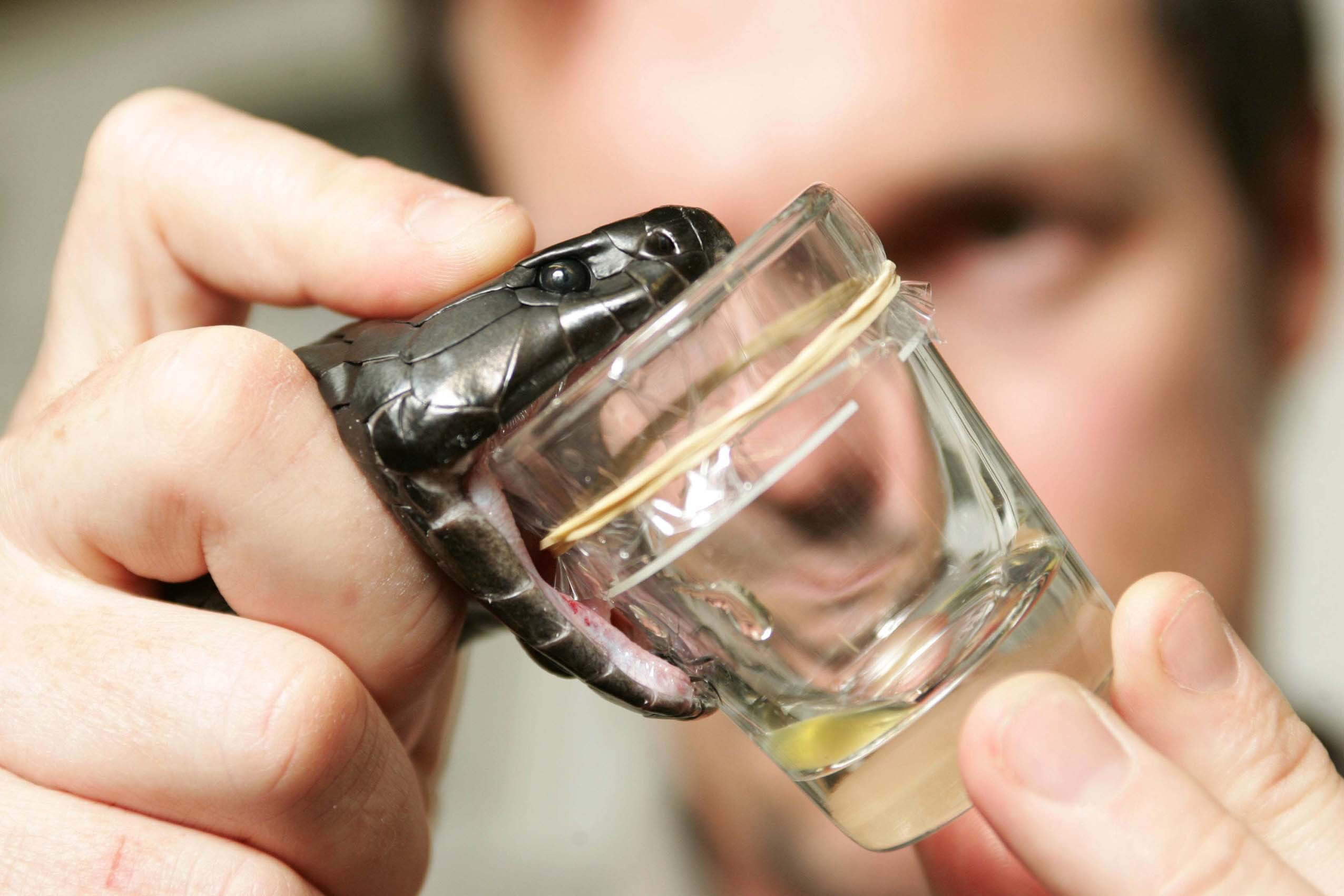 20,000 lives saved thanks to the venom program at the Australian